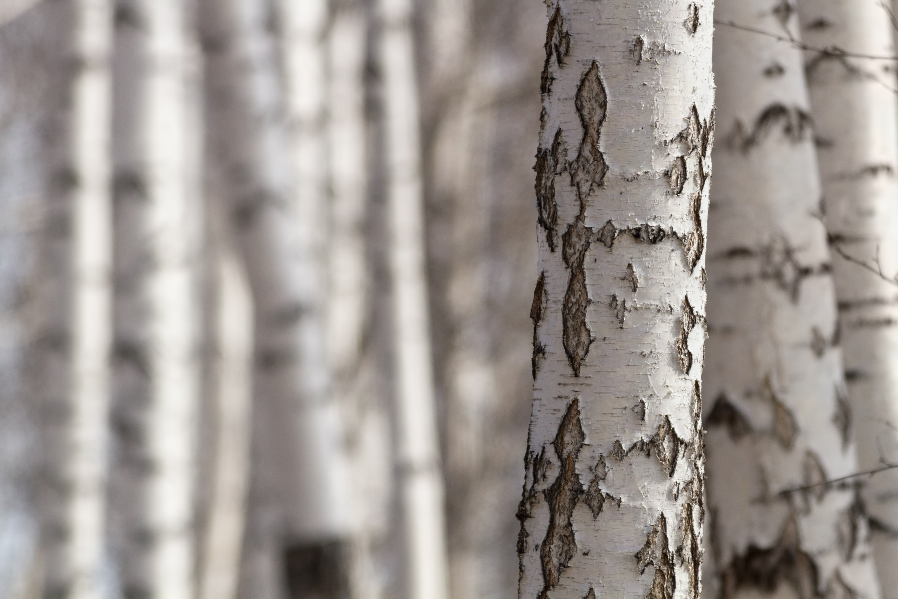 Millwood Pines Birch Trunks - Wrapped Canvas Photograph | Wayfair