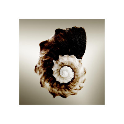 Gilt Shells III Print by Zoey Riley