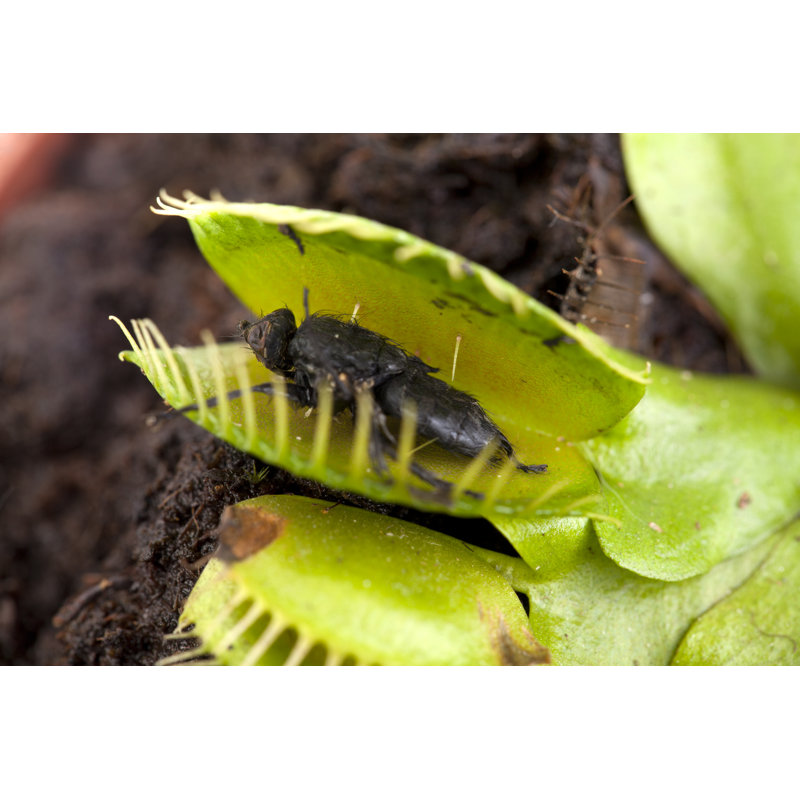 Venus Flytrap With Dead Fly by Pannonia - No Frame Art Prints on Canvas, 30cm H x 46cm W