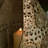 Lattice Tear Drop Votive Candle Holder