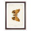 Polyphemus Moth by S.F. Denton - Picture Frame Painting Print-55601834-55601835