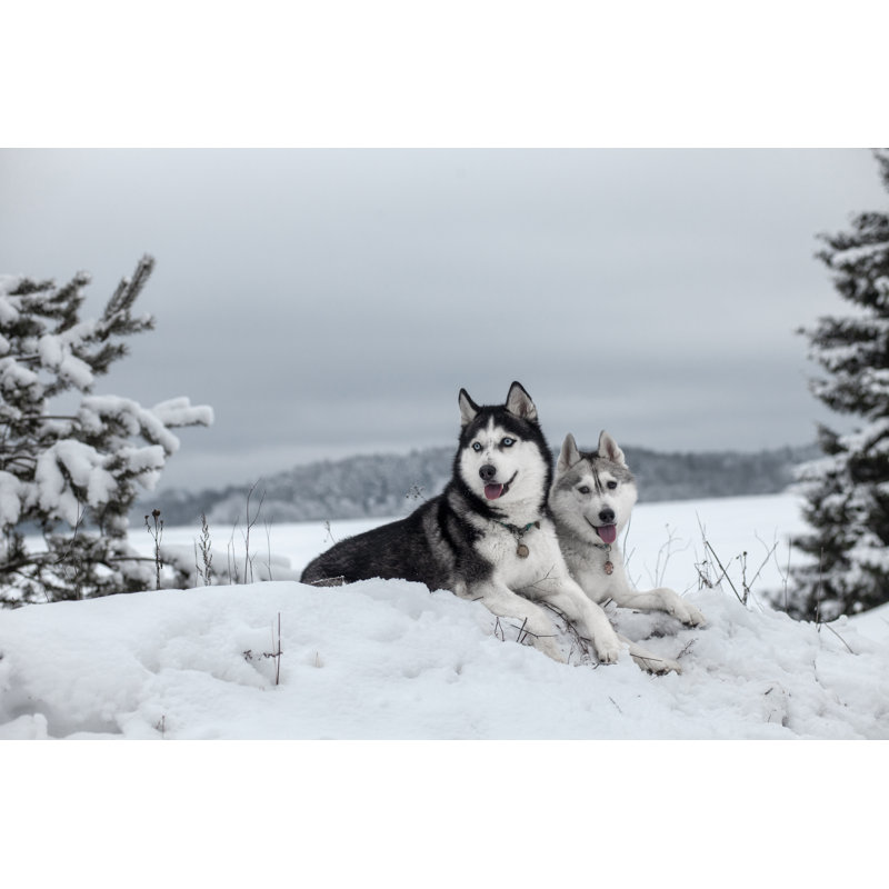 Husky sibérien dans la neige par Sergueïeva, H 12 po x l 18 po