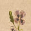 Blooms Ii Triptych By Brittney Shulz-1147893836