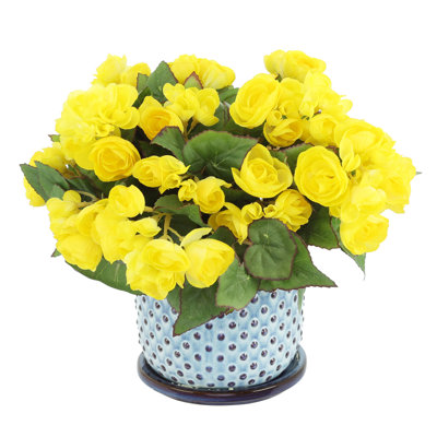 Begonias in Dotted Ceramic Pot