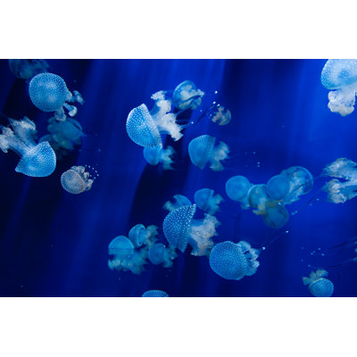 Jellyfish Swimming by Phooey
