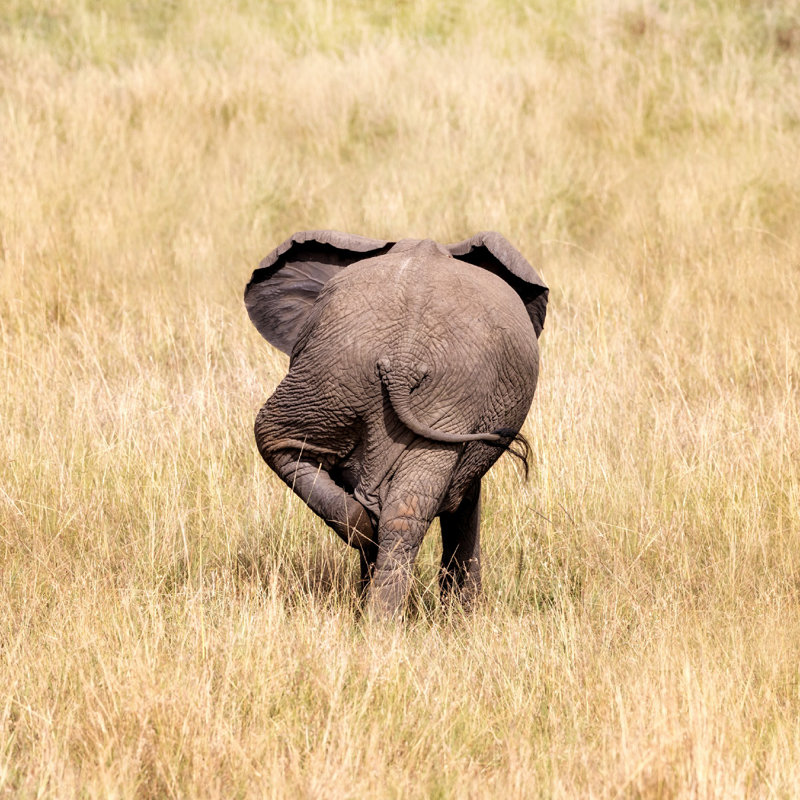 «Baby Elephant» par Rixipix - Photographie sur toile tendue, L 12 po x H 12 po