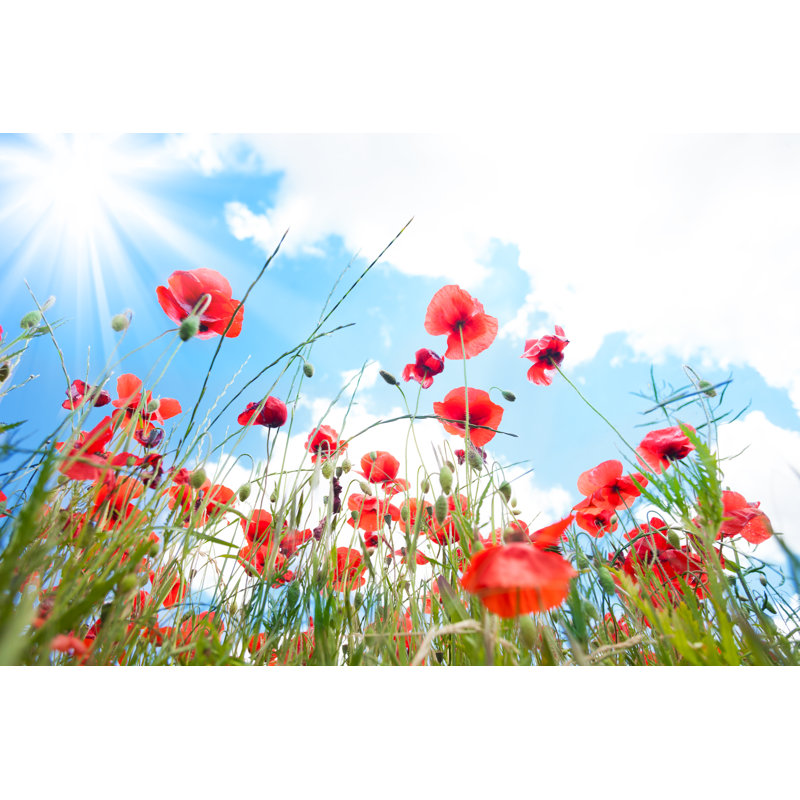 Red Poppy Flowers - Photographie sur toile tendue, H 12 po x l 18 po