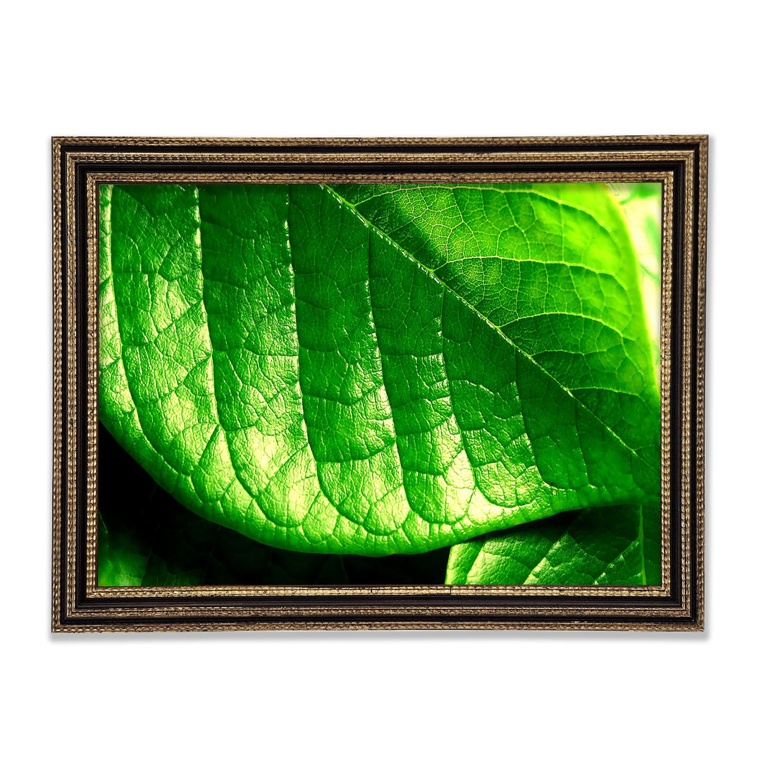 Veins Of A Leaf Gerahmter Druck