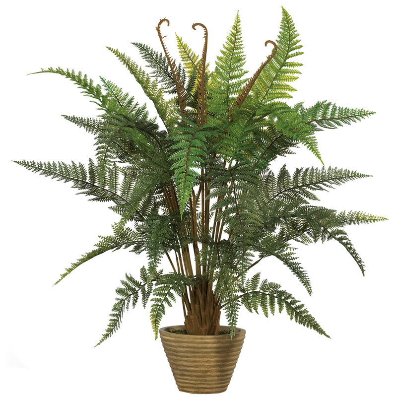 Arrangement in Pot