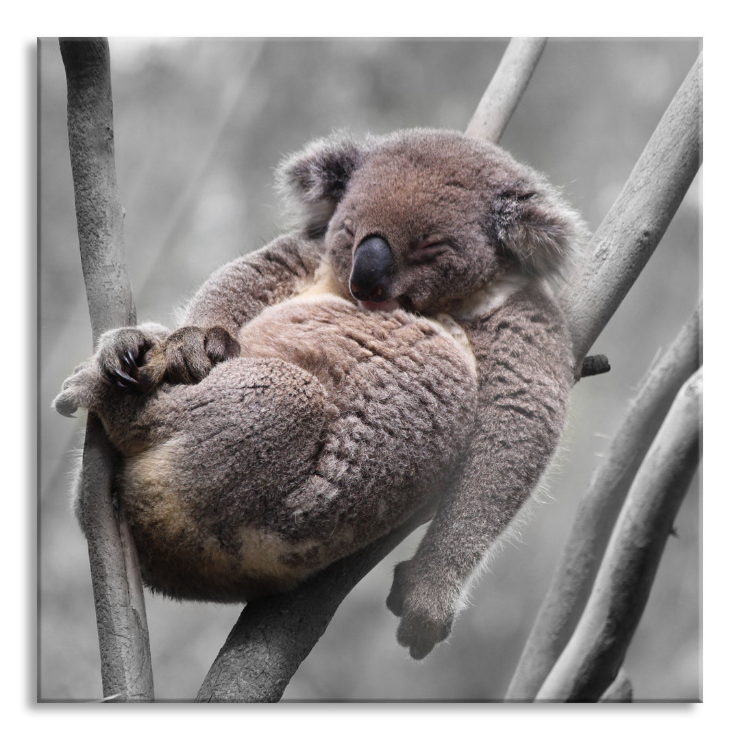 Ungerahmtes Foto auf Glas "Schlafender Koala in einem gegabelten Zweig"