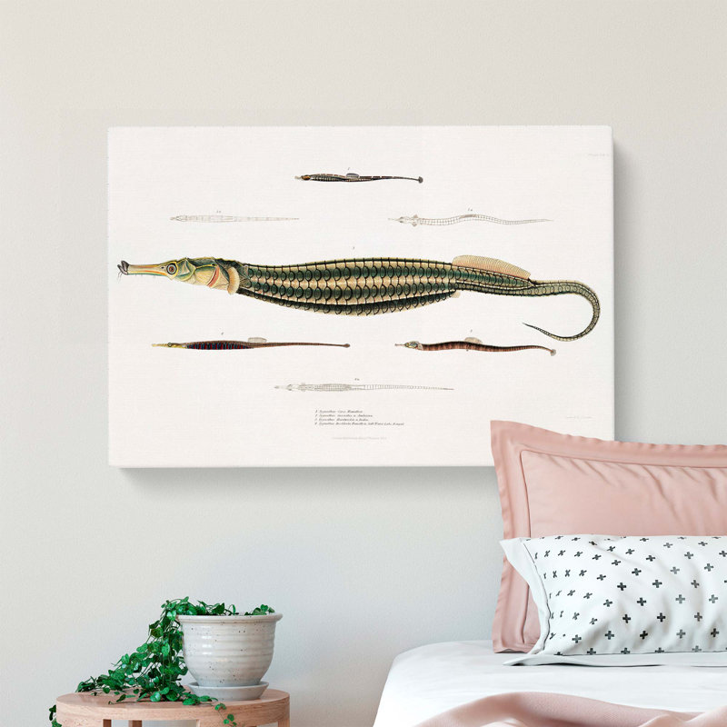 Pipefish Illustrations by John Edward Gray - Wrapped Canvas, 50cm H x 76cm W x 3cm D