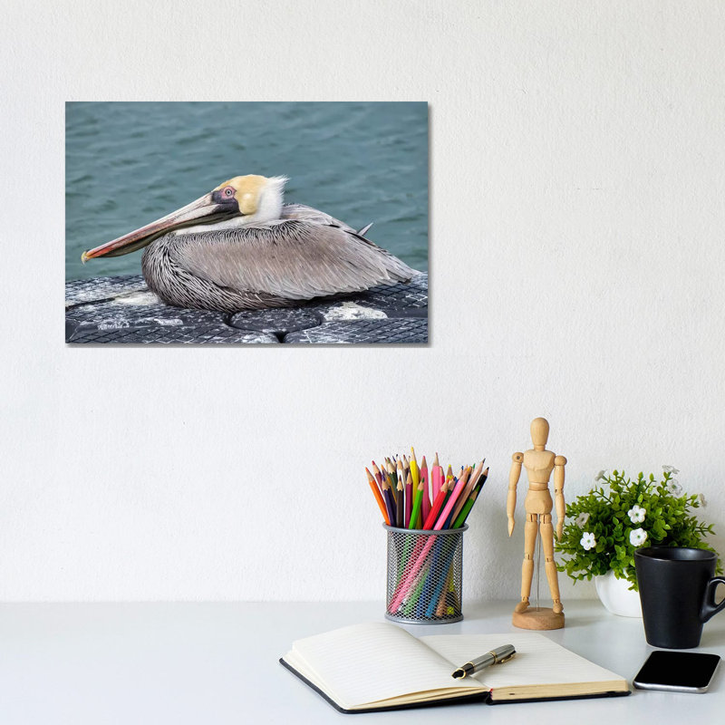 Brown Pelican, New Smyrna Beach, Florida, USA by Lisa S. Engelbrecht - Wrapped Canvas Gallery-Wrapped Canvas Giclée