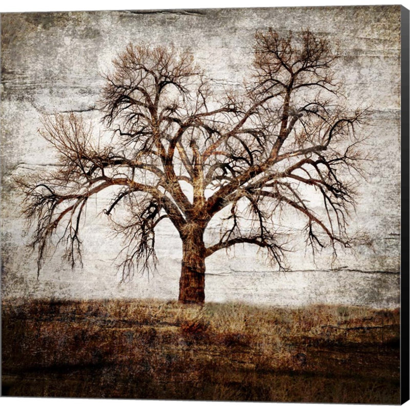 «Cottonwood Tree Part 1» par Lightboxjour - reproduction sur toile, H 24 po x l 24 po x P 1,5 po