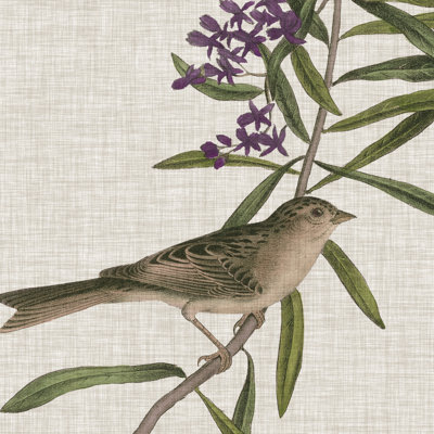 Avian Crop IX by John Audubon - Wrapped Canvas Painting