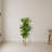 Dracaena Plant in Sand Colored Planter