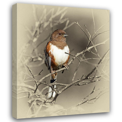  Brown, Jim Gallery Wrapped Canvas Art Titled: Eastern Towhee Female