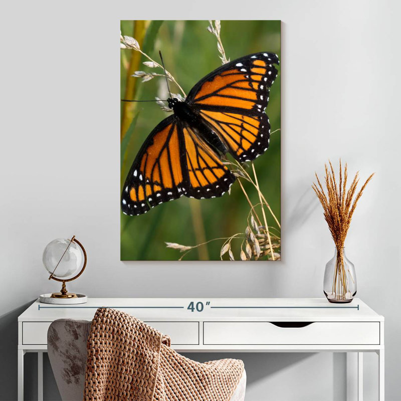 Papillon monarque Brampt de près, H 30 po x l 20 po