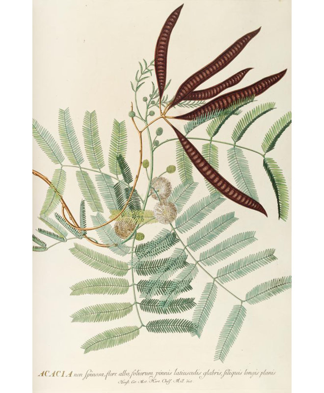 "Acacia" par Georg Dionysius Ehret - Art mural sur toile tendue avec châssis, H 18 po x l 14 po