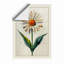 Pale Daisy Study Botanical - Framed Print-216498949-216498958