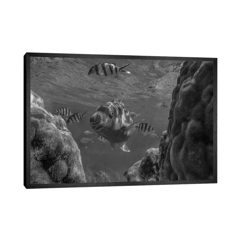 Parrotfish and Sergeant Major Damselfish school among coral, Apo Island, Philippines 1 Piece Wall Art on Canvas, Black Framed