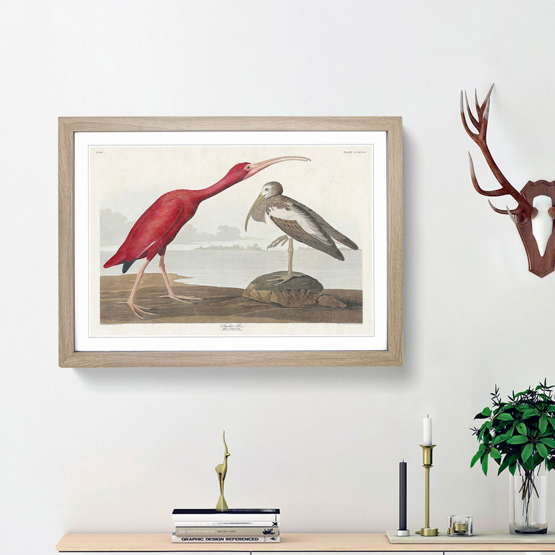 Scarlet Ibis Bird by John Audubon - Picture Frame Painting Print