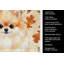 Serviette de cuisine tricolore Sheltie-2083472786