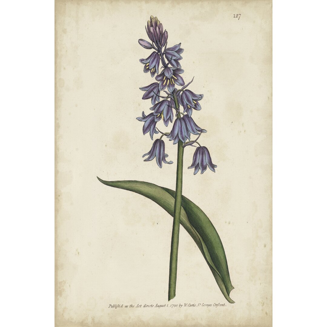 Leinwandbild Lavender Curtis Botanicals II von Curtis