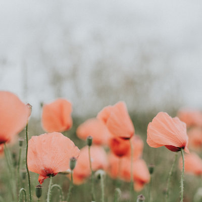 «Peach Red Poppies» par Claudia Casal - reproduction d'art sur toile tendue