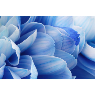 Close-up Of Blue Flower Petals by Anzeletti - No Frame Print on Canvas