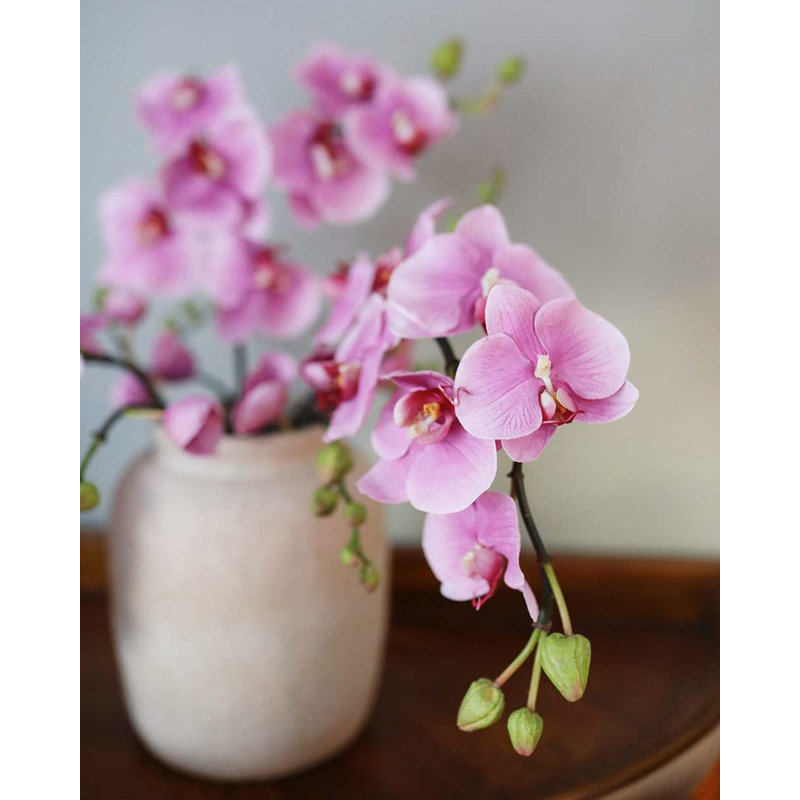 Pink Flowering Phalaenopsis Orchid 34", Pink, 43" H x 4" W