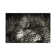 B&W Leopard At Rest by Klaus Tiedge - Wrapped Canvas Print