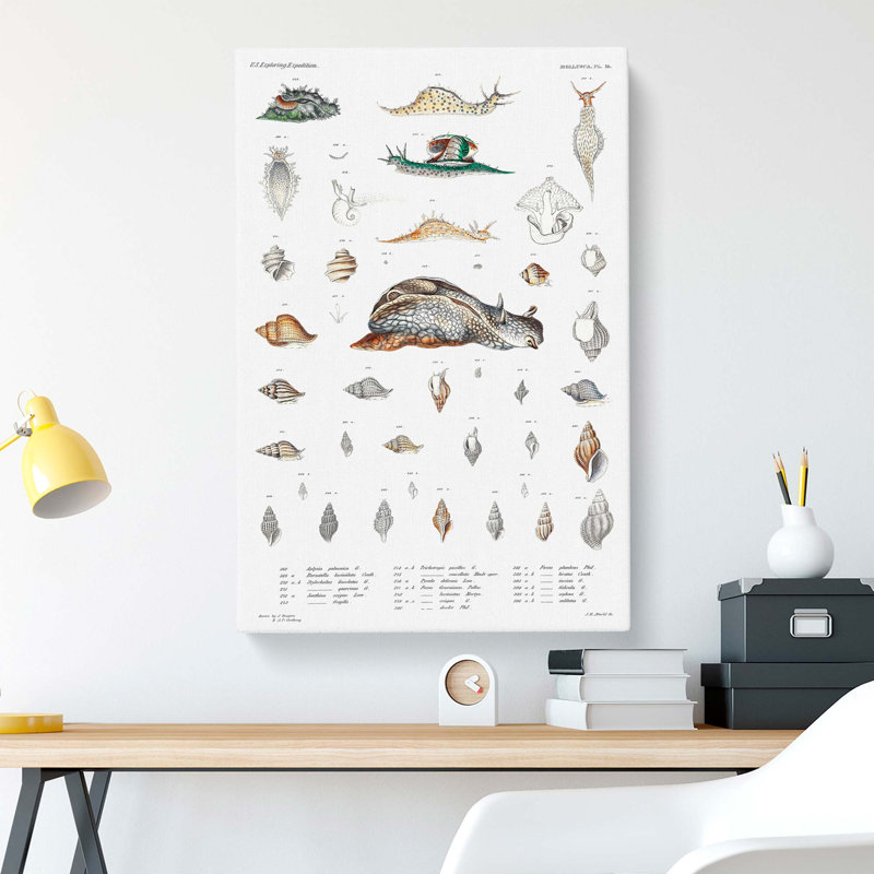 Snail Shells And Slugs by A.A. Gould - Wrapped Canvas Painting, 76cm H x 50cm W x 3cm D