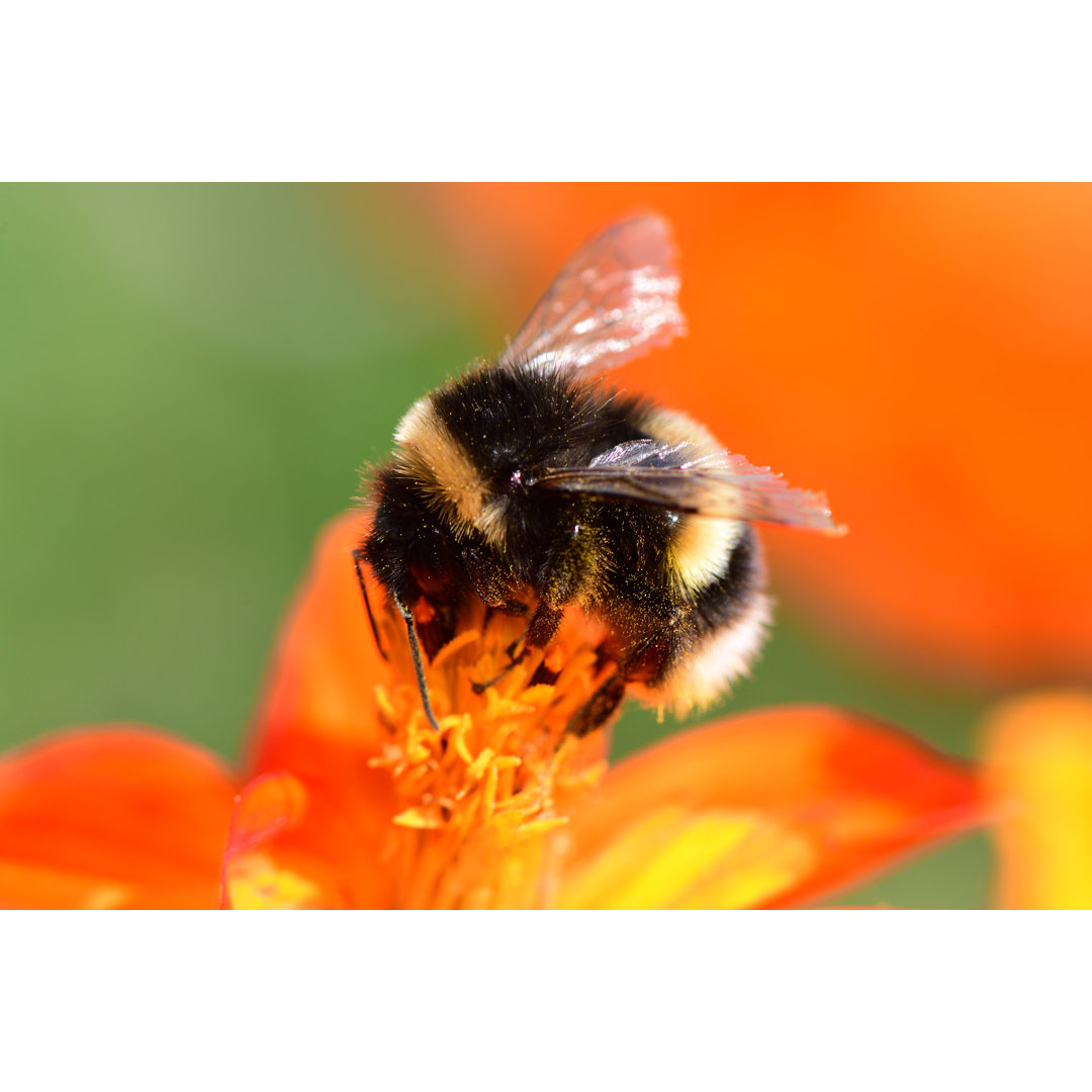 Hummel auf einer Coreopsis-Blüte - Leinwandbild auf Wrapped Canvas