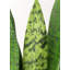 Fausse plante dracéna en pot Rummond-49421110-49421111