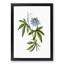 Blue Passionflower by Pierre-Joseph Redoute - Picture Frame Graphic Art Print-55544132-55544133