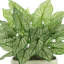Nature's Elegance Faux Elephant Ear Plant in Ceramic Pot
