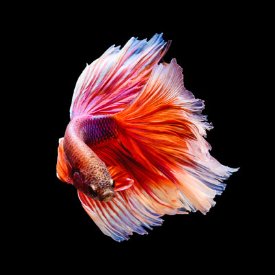 Red And White Siamese Fighting Fish "Half Moon" Shape Isolated On Black - Wrapped Canvas Print