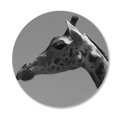 Giraffe Profile Print