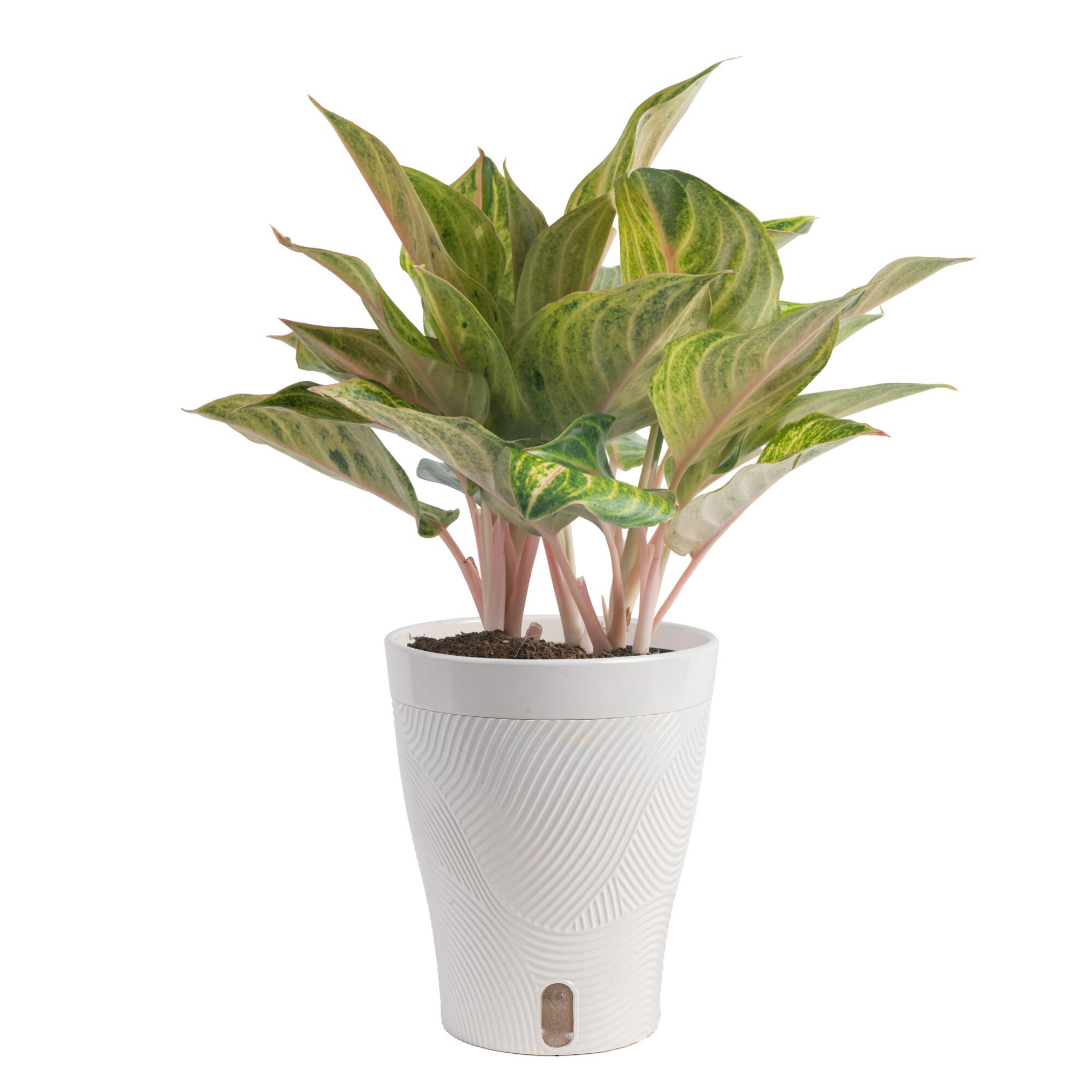 Costa Farms Pink Aglaonema Indoor House Plant in 5-inch Self-Watering Pot