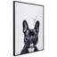 Bouledogue français - cadre photo, impression sur verre