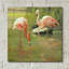  «Flamingo 2» par Chuck Larivey, art mural en verre acrylique, 12 po x 12 po