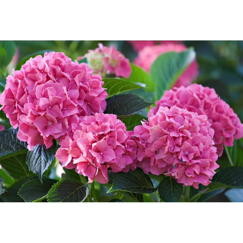 Hydrangea - Wrapped Canvas Print, 51cm H x 76cm W x 3.8cm D