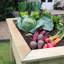 Angelo Wood Raised Garden Bed
