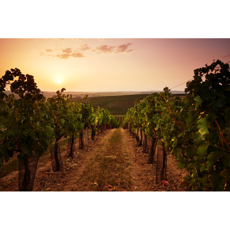Soirée vue sur les vignes par Rostislav_Sedlacek, H 8 po x l 12 po x P 1,25 po
