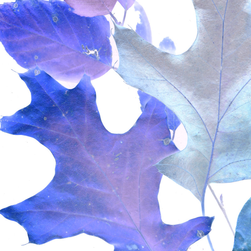 Xray Leaves II by Vision Studio - Wrapped Canvas Print, 51cm H x 51cm W 