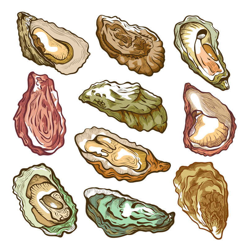 Oyster Set On White - Wrapped Canvas Print, 30cm H x 30cm W x 3.8 cm D
