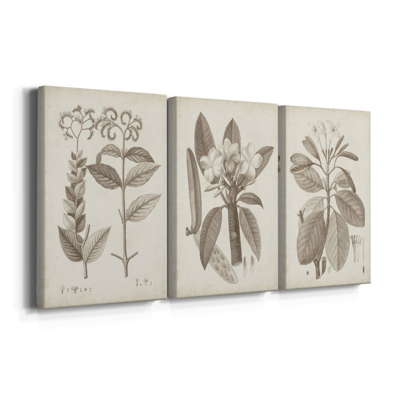 Antique sépia botanicals VI - Toile tendue avec châssis sur mesure - 3 pièces, H 27 po x l 54 po