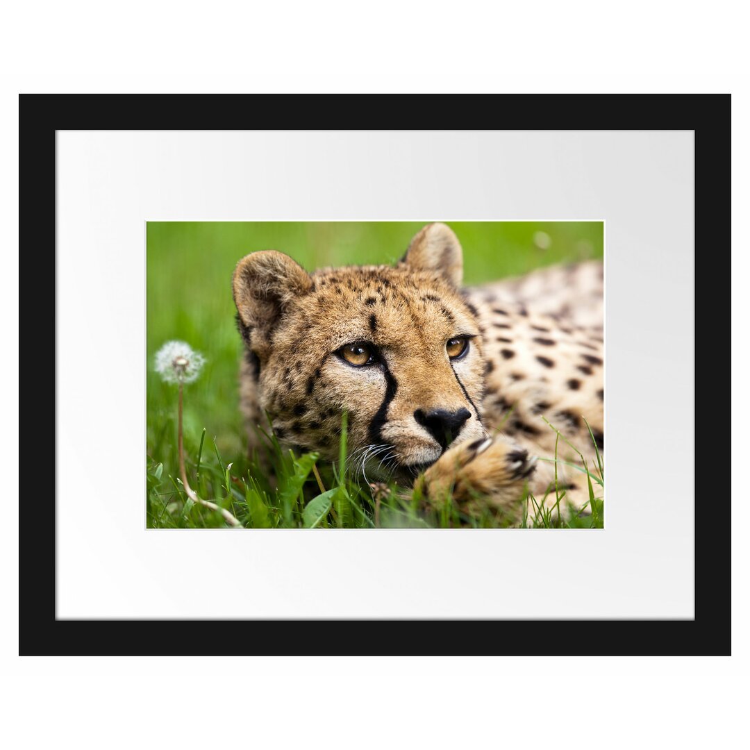 Gerahmtes Poster Gepard im Gras