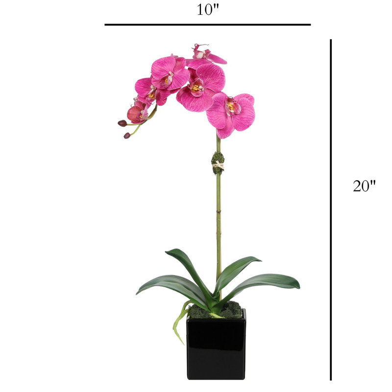 Orchid Arrangement In Vase, Black, Pink