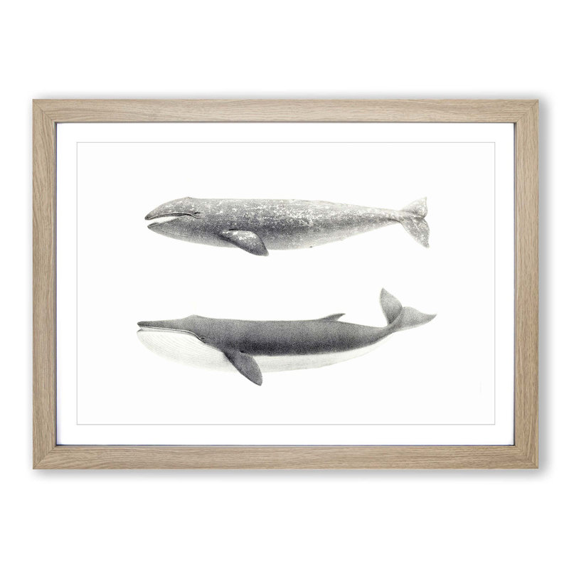 Californian Grey & Finback Whale by C.M. Scammon - Picture Frame Painting Print, 27cm H x 36cm W x 2cm D, Oak Framed
